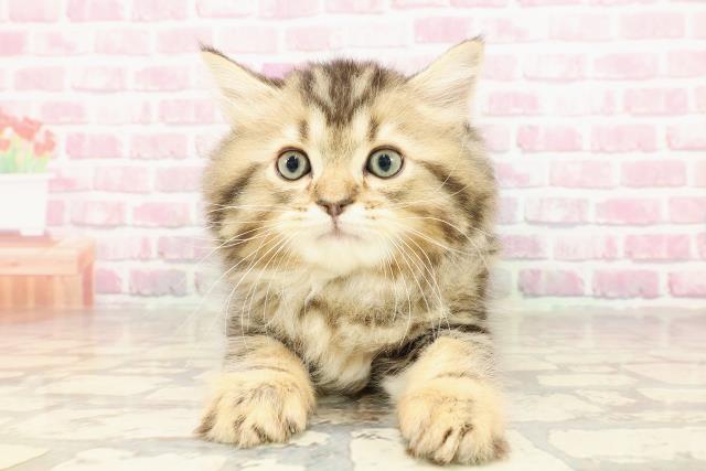 神奈川県のサイベリアン (Coo&RIKU江の島店/2025年4月24日生まれ/男の子/ブラウンタビー)の子猫の1枚目の画像