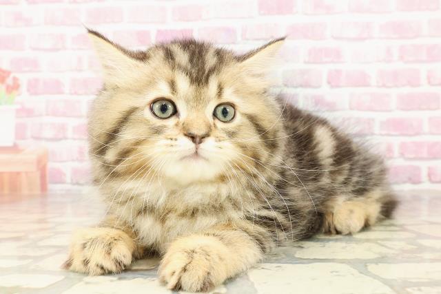 神奈川県のサイベリアン (Coo&RIKU江の島店/2025年4月24日生まれ/男の子/ブラウンタビー)の子猫の2枚目の画像