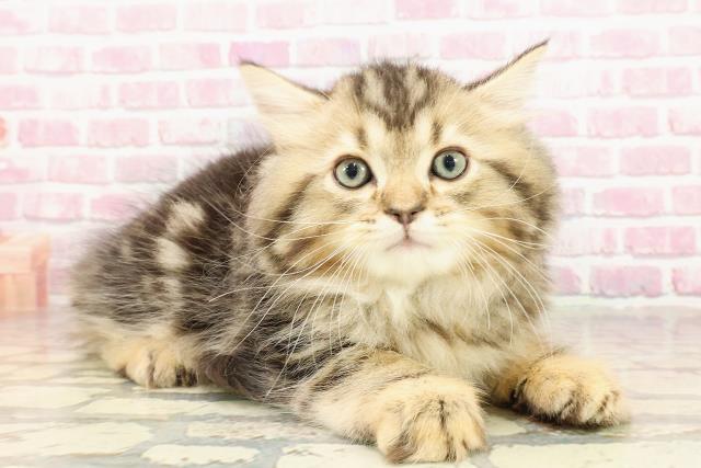 神奈川県のサイベリアン (Coo&RIKU江の島店/2025年4月24日生まれ/男の子/ブラウンタビー)の子猫の3枚目の画像