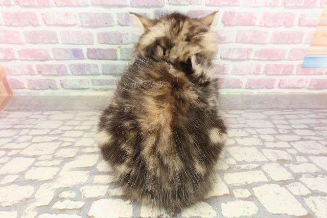 神奈川県のサイベリアン (Coo&RIKU江の島店/2025年4月24日生まれ/男の子/ブラウンタビー)の子猫の4枚目の画像
