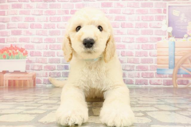 東京都のスタンダードプードル (Coo&RIKU八王子西店/2025年4月30日生まれ/男の子/クリーム)の子犬の1枚目の画像