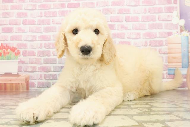 東京都のスタンダードプードル (Coo&RIKU八王子西店/2025年4月30日生まれ/男の子/クリーム)の子犬の2枚目の画像