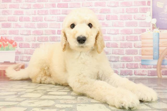 東京都のスタンダードプードル (Coo&RIKU八王子西店/2025年4月30日生まれ/男の子/クリーム)の子犬の3枚目の画像