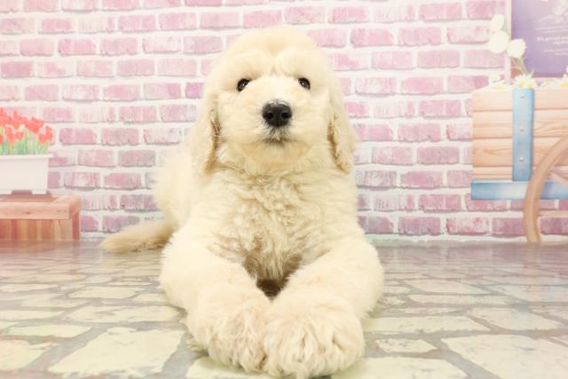 福島県のスタンダードプードル (Coo&RIKUいわき店/2025年4月30日生まれ/男の子/クリーム)の子犬の1枚目の画像