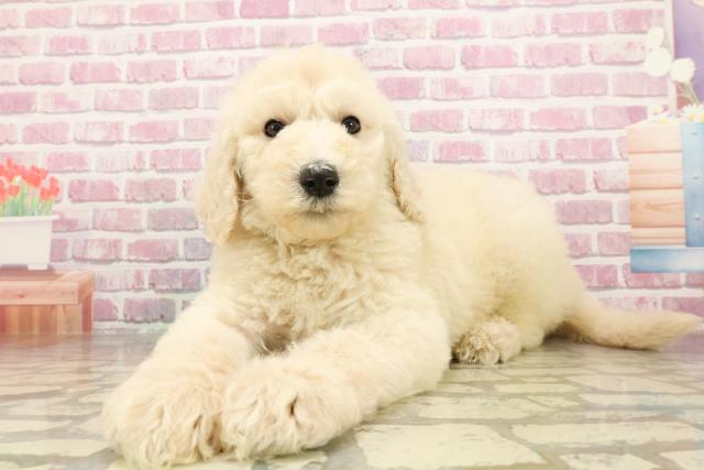 福島県のスタンダードプードル (Coo&RIKUいわき店/2025年4月30日生まれ/男の子/クリーム)の子犬の2枚目の画像