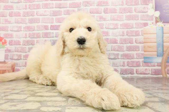 福島県のスタンダードプードル (Coo&RIKUいわき店/2025年4月30日生まれ/男の子/クリーム)の子犬の3枚目の画像