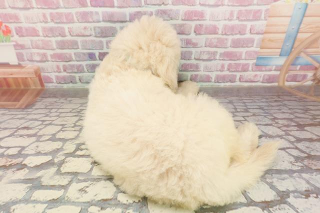 福島県のスタンダードプードル (Coo&RIKUいわき店/2025年4月30日生まれ/男の子/クリーム)の子犬の4枚目の画像