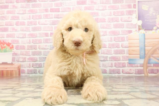 岩手県のスタンダードプードル (Coo&RIKU岩手盛岡店/2025年4月30日生まれ/女の子/クリーム)の子犬の1枚目の画像