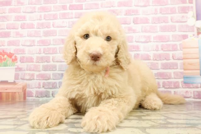 岩手県のスタンダードプードル (Coo&RIKU岩手盛岡店/2025年4月30日生まれ/女の子/クリーム)の子犬の2枚目の画像