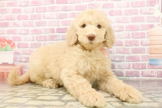 岩手県のスタンダードプードル (Coo&RIKU岩手盛岡店/2025年4月30日生まれ/女の子/クリーム)の子犬の3枚目の画像