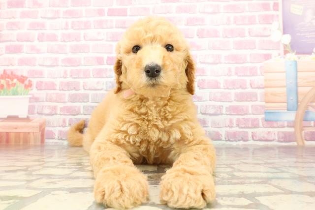 東京都のスタンダードプードル (Coo&RIKU江戸川店/2025年4月30日生まれ/女の子/アプリコット)の子犬の1枚目の画像