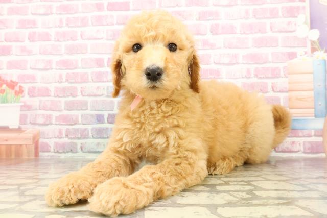 東京都のスタンダードプードル (Coo&RIKU江戸川店/2025年4月30日生まれ/女の子/アプリコット)の子犬の2枚目の画像