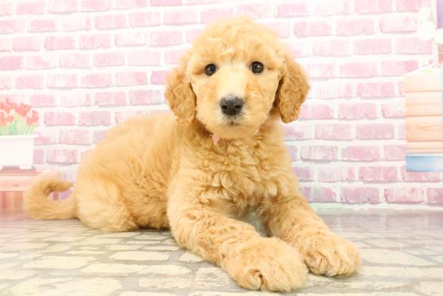 東京都のスタンダードプードル (Coo&RIKU江戸川店/2025年4月30日生まれ/女の子/アプリコット)の子犬の3枚目の画像