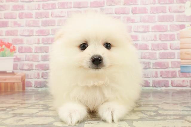 神奈川県のポメラニアン (Coo&RIKUパウ川崎店/2025年4月29日生まれ/男の子/クリーム)の子犬の1枚目の画像