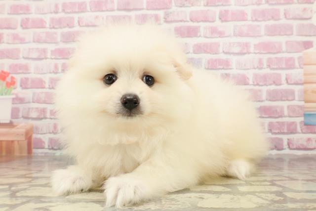 神奈川県のポメラニアン (Coo&RIKUパウ川崎店/2025年4月29日生まれ/男の子/クリーム)の子犬の2枚目の画像