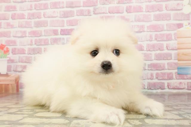 神奈川県のポメラニアン (Coo&RIKUパウ川崎店/2025年4月29日生まれ/男の子/クリーム)の子犬の3枚目の画像
