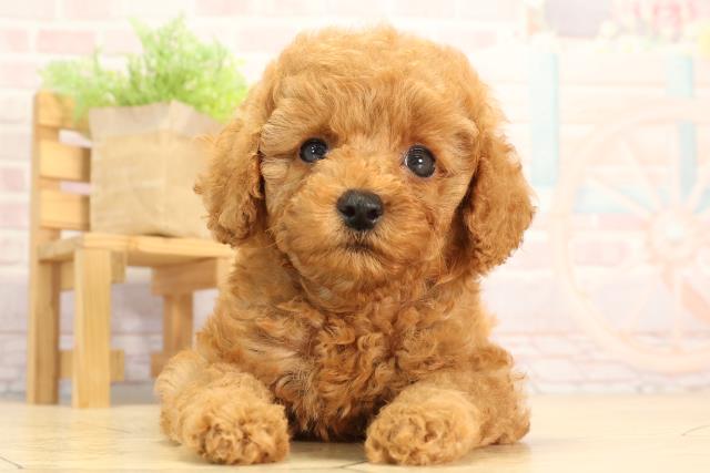 愛知県のトイプードル(トイ) (Coo&RIKU春日井店/2025年4月30日生まれ/女の子/レッド)の子犬の1枚目の画像