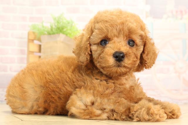 愛知県のトイプードル(トイ) (Coo&RIKU春日井店/2025年4月30日生まれ/女の子/レッド)の子犬の2枚目の画像
