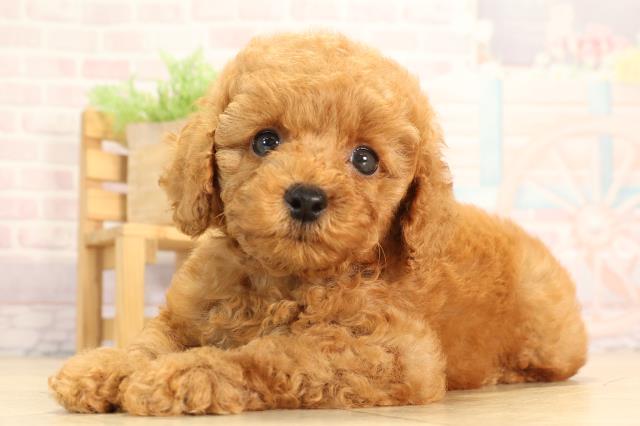 愛知県のトイプードル(トイ) (Coo&RIKU春日井店/2025年4月30日生まれ/女の子/レッド)の子犬の3枚目の画像