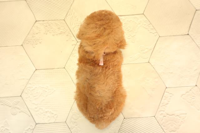 愛知県のトイプードル(トイ) (Coo&RIKU春日井店/2025年4月30日生まれ/女の子/レッド)の子犬の4枚目の画像