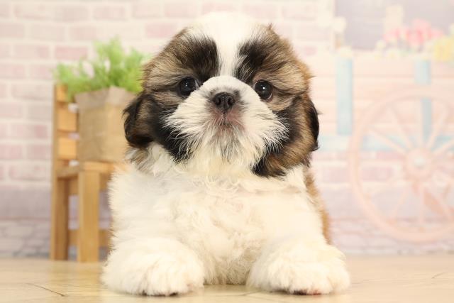 静岡県のシーズー (Coo&RIKU浜松店/2025年4月29日生まれ/男の子/ゴールドホワイト)の子犬の1枚目の画像