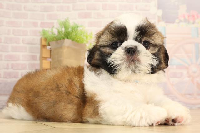 静岡県のシーズー (Coo&RIKU浜松店/2025年4月29日生まれ/男の子/ゴールドホワイト)の子犬の2枚目の画像