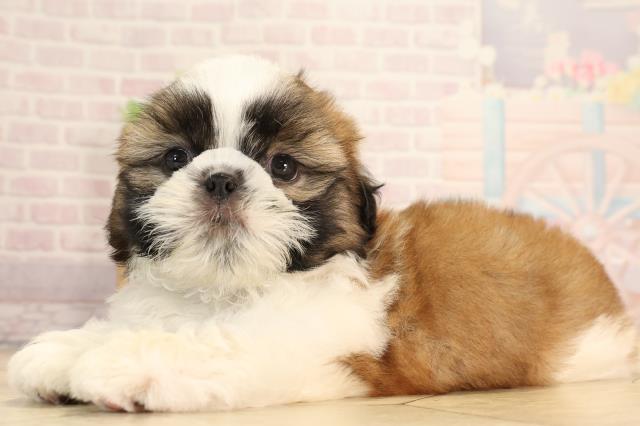 静岡県のシーズー (Coo&RIKU浜松店/2025年4月29日生まれ/男の子/ゴールドホワイト)の子犬の3枚目の画像