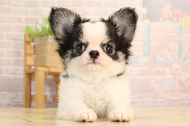 岐阜県のチワワ(ロング) (Coo&RIKU岐南店/2025年4月24日生まれ/男の子/パーティーカラー)の子犬の1枚目の画像