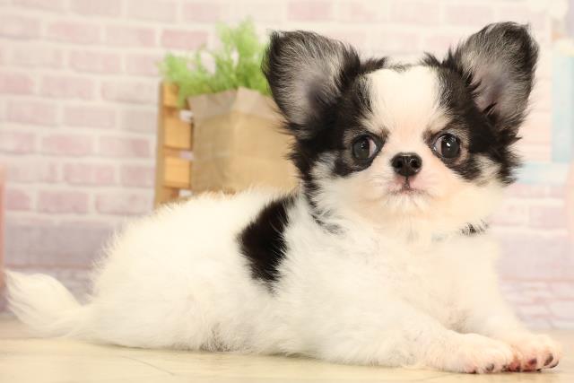岐阜県のチワワ(ロング) (Coo&RIKU岐南店/2025年4月24日生まれ/男の子/パーティーカラー)の子犬の2枚目の画像