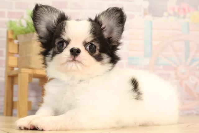 岐阜県のチワワ(ロング) (Coo&RIKU岐南店/2025年4月24日生まれ/男の子/パーティーカラー)の子犬の3枚目の画像