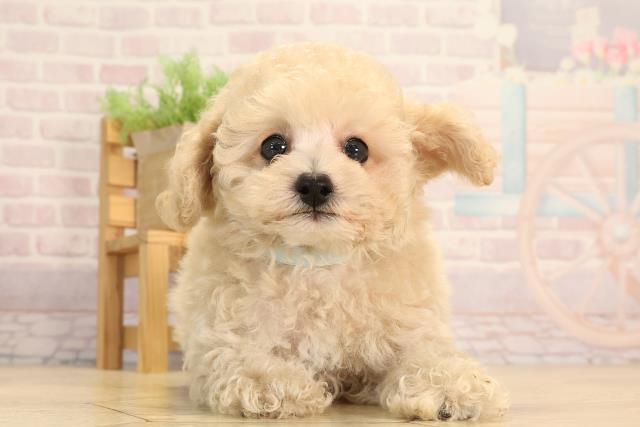 静岡県のティーカッププードル (Coo&RIKU藤枝店/2025年4月24日生まれ/男の子/クリーム)の子犬の1枚目の画像