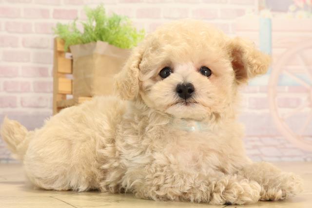 静岡県のティーカッププードル (Coo&RIKU藤枝店/2025年4月24日生まれ/男の子/クリーム)の子犬の2枚目の画像