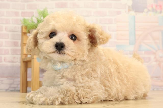 静岡県のティーカッププードル (Coo&RIKU藤枝店/2025年4月24日生まれ/男の子/クリーム)の子犬の3枚目の画像