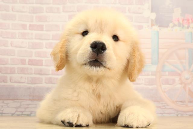 静岡県のゴールデンレトリバー (Coo&RIKU浜松店/2025年4月27日生まれ/女の子/ゴールデン)の子犬の1枚目の画像