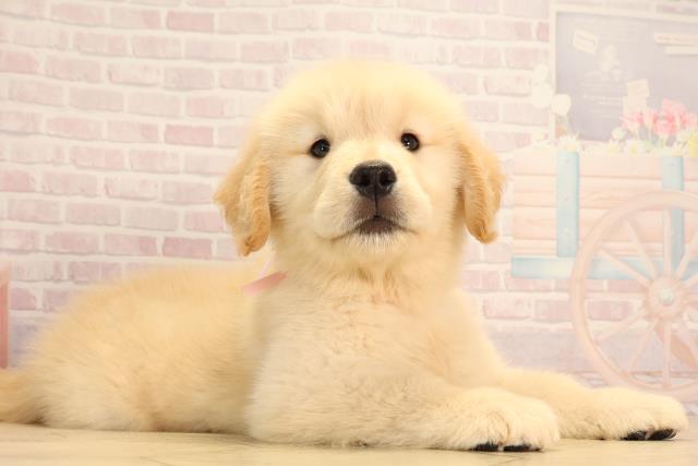 静岡県のゴールデンレトリバー (Coo&RIKU浜松店/2025年4月27日生まれ/女の子/ゴールデン)の子犬の2枚目の画像