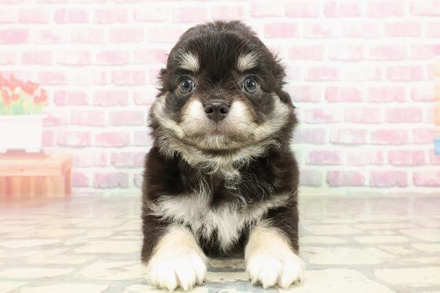神奈川県のチワワ(ロング) (Coo&RIKU小田原店/2025年4月29日生まれ/男の子/ブラッククリーム)の子犬の1枚目の画像