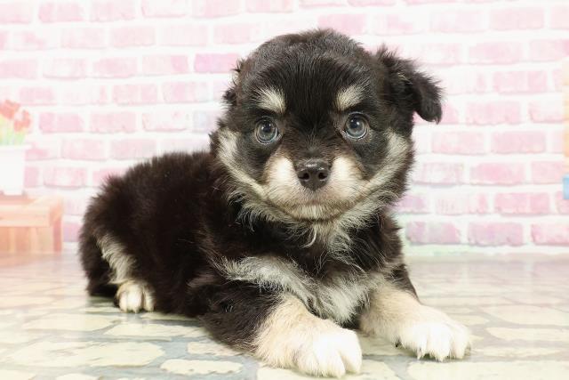 神奈川県のチワワ(ロング) (Coo&RIKU小田原店/2025年4月29日生まれ/男の子/ブラッククリーム)の子犬の3枚目の画像