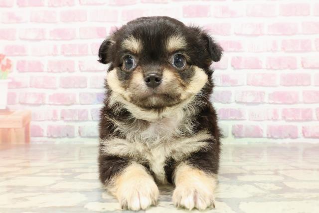 神奈川県のチワワ(ロング) (Coo&RIKU横須賀店/2025年4月29日生まれ/男の子/ブラックタン)の子犬の1枚目の画像