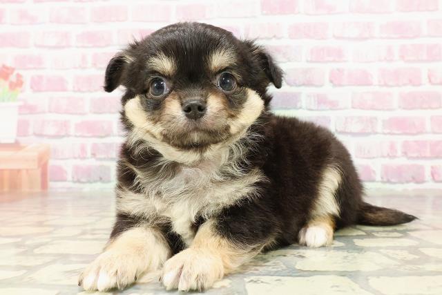 神奈川県のチワワ(ロング) (Coo&RIKU横須賀店/2025年4月29日生まれ/男の子/ブラックタン)の子犬の2枚目の画像