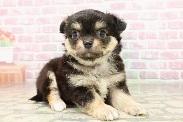 神奈川県のチワワ(ロング) (Coo&RIKU横須賀店/2025年4月29日生まれ/男の子/ブラックタン)の子犬の3枚目の画像