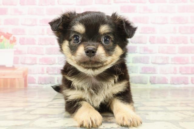 東京都のチワワ(ロング) (Coo&RIKU立川店/2025年4月29日生まれ/男の子/ブラックタン)の子犬