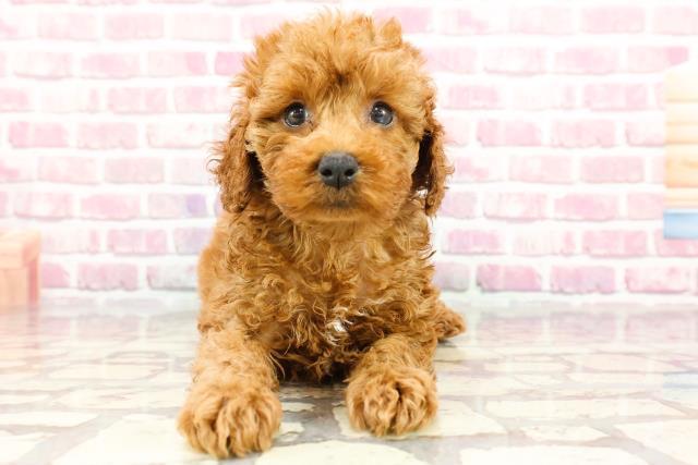 神奈川県のトイプードル(トイ) (Coo&RIKU秦野店/2024年7月10日生まれ/女の子/レッド)の子犬の1枚目の画像