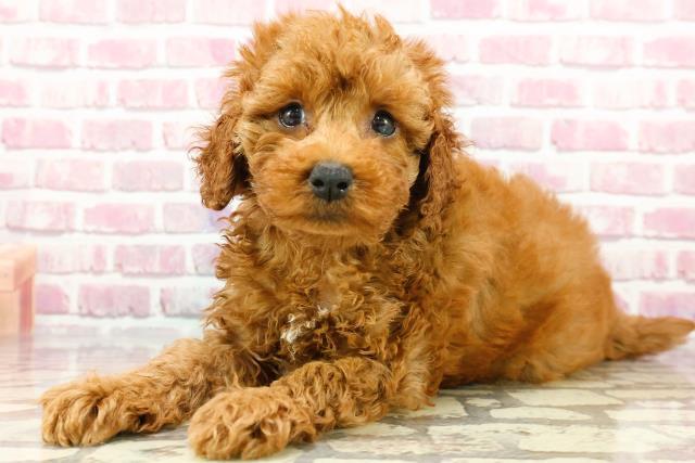 神奈川県のトイプードル(トイ) (Coo&RIKU秦野店/2024年7月10日生まれ/女の子/レッド)の子犬の2枚目の画像