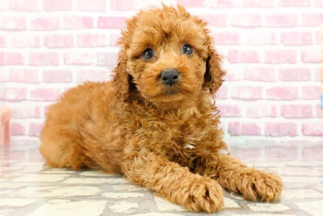 神奈川県のトイプードル(トイ) (Coo&RIKU秦野店/2024年7月10日生まれ/女の子/レッド)の子犬の3枚目の画像