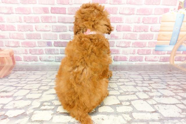 神奈川県のトイプードル(トイ) (Coo&RIKU秦野店/2024年7月10日生まれ/女の子/レッド)の子犬の4枚目の画像