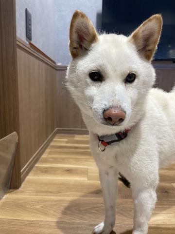 柴犬