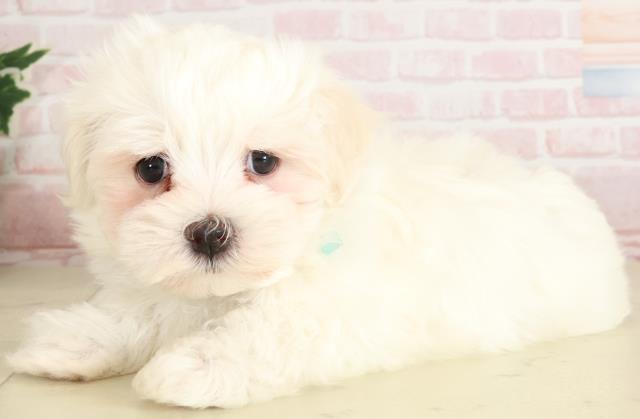 福岡県のマルチーズ (Coo&RIKU福岡西店/2024年10月13日生まれ/男の子/ホワイト)の子犬の3枚目の画像