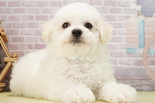 愛知県のビションフリーゼ (Coo&RIKU春日井店/2025年1月29日生まれ/男の子/ホワイト)の子犬の2枚目の画像