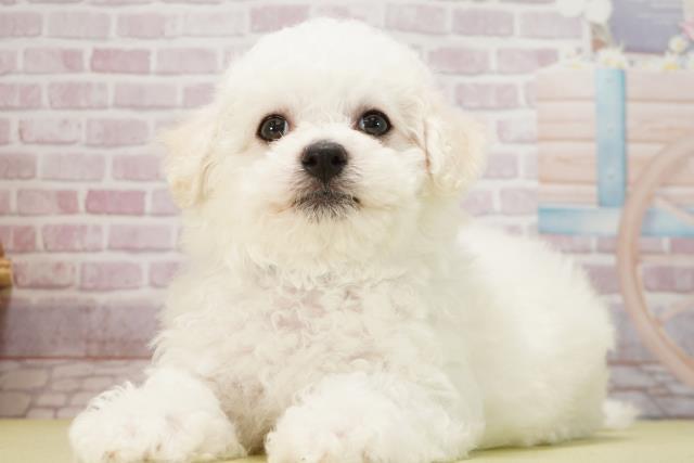 愛知県のビションフリーゼ (Coo&RIKU春日井店/2025年1月29日生まれ/男の子/ホワイト)の子犬の3枚目の画像