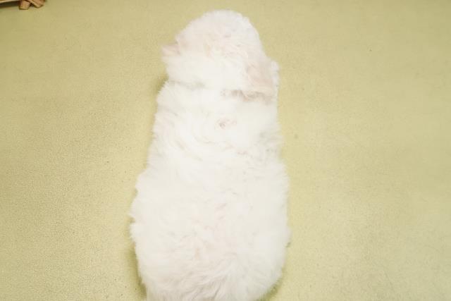 愛知県のビションフリーゼ (Coo&RIKU春日井店/2025年1月29日生まれ/男の子/ホワイト)の子犬の4枚目の画像